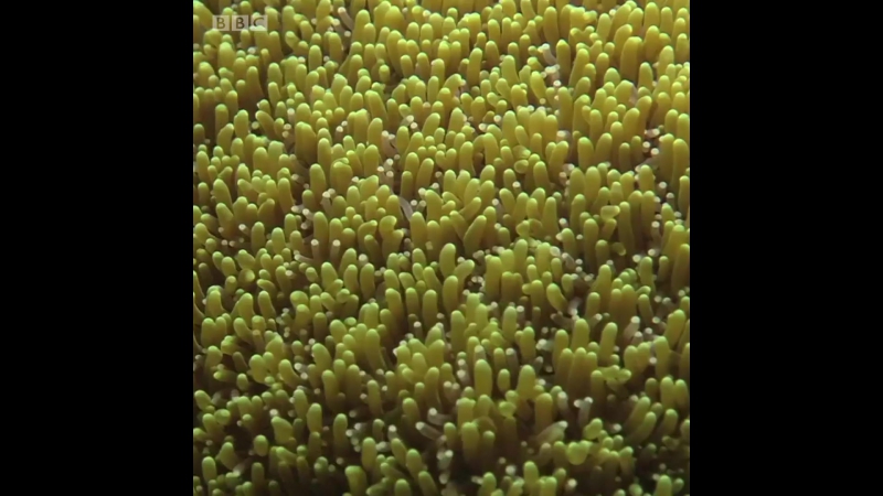 Можно ли вырастить коралловый риф в аквариуме?