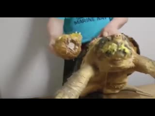 Страшна, вырубай