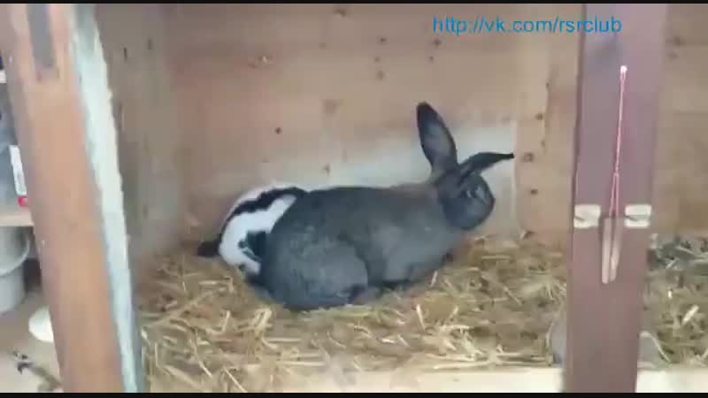 Кролики спариваются mp4
