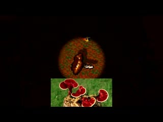 [locke cole] prince of evil мир оживших легенд древнего китая (банка джема 7) #ячтоодинвэтоиграл