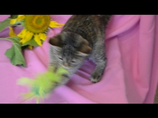 Delhi freya девочка свободна