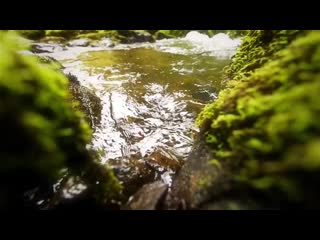 Nature therapy relaxing full motion forestry with natural sounds