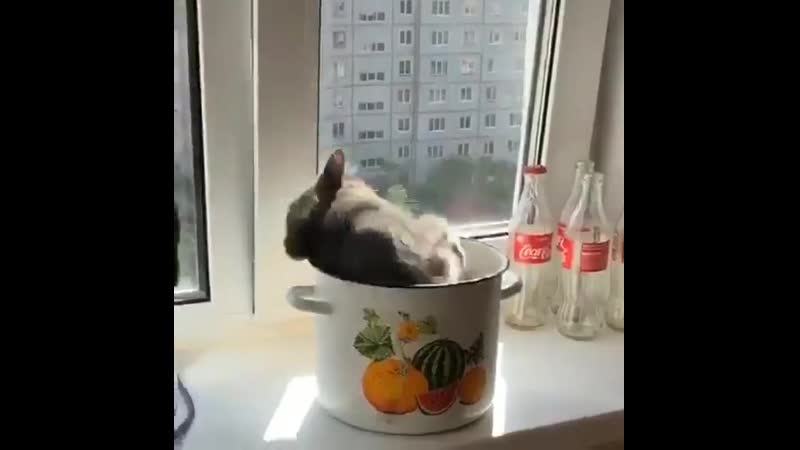 Утренний котофе варится