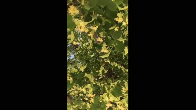 Невероятная красота цветущей липы