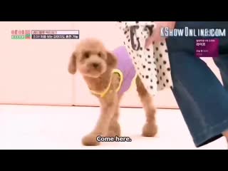 #sps || i dont like kpop but thank god joy is a dog whisperer ;;💘