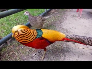 Beautiful golden pheasant