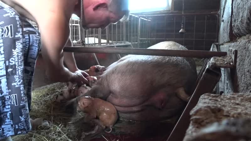[свиньи как бизнес] опорос у "бабушки" свиноматки