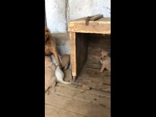 27 вольер 31 05 2019 (мамочка с щенками)