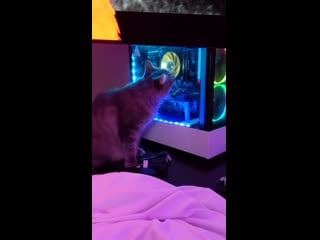 Rgb cat