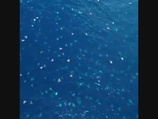 🔥 hundreds of turtles migrating into the north of the barrier reef