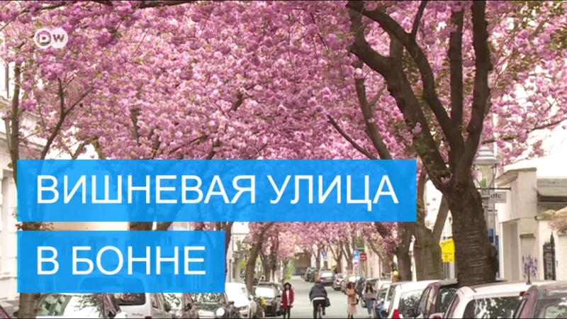 Розовый туннель цветущая сакура в бонне