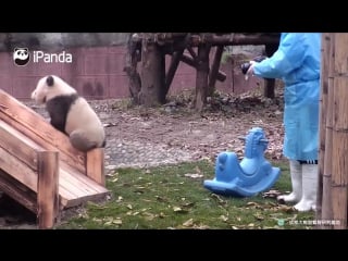 Panda lesson fell down just remain in position and dont stand up!
