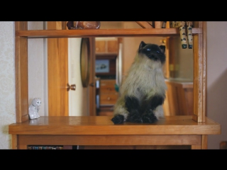 Cat lady dance (amymarie gaertner glitch) 4k