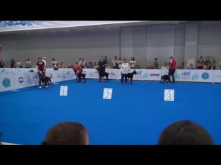 Wds 2016 (doberman) класc baby