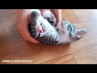 Cutest sleeping kittens ep46★arimiulovelovecat