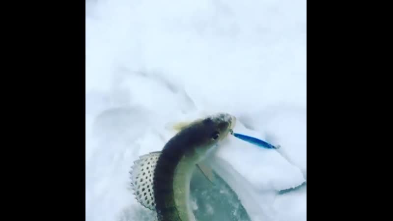 Друзья, ⠀ все чаще мы получаем информацию о поимке пресноводных хищников на наши пилькера 👍 ⠀ вот очередное подтверждение ⠀ на в