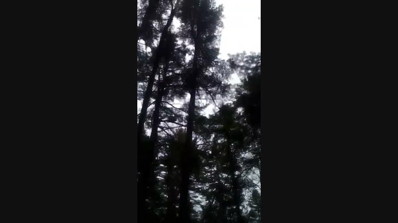 Как лазить по кедрам