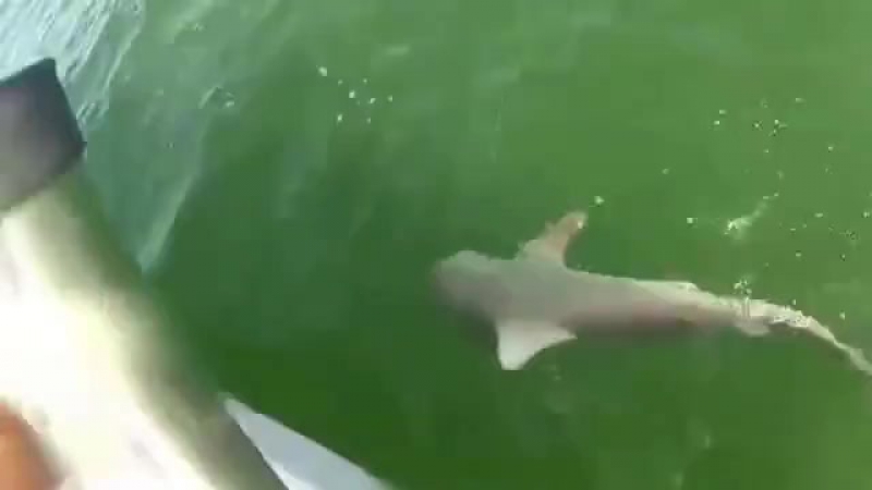 Гигантский морской окунь проглотил акулу целиком