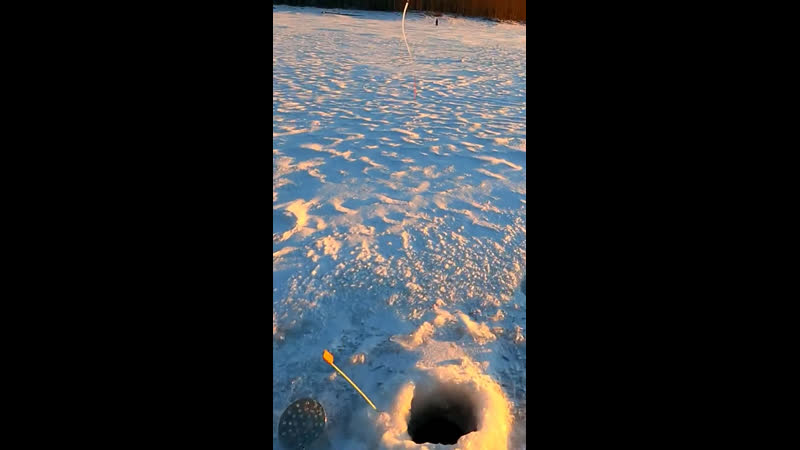 Крупный окунь