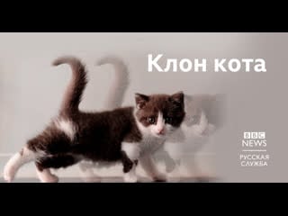 Котенок клон за 35 тысяч долларов