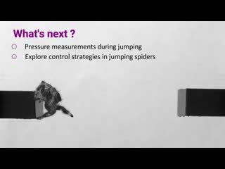 Scientists train spider to jump on demand