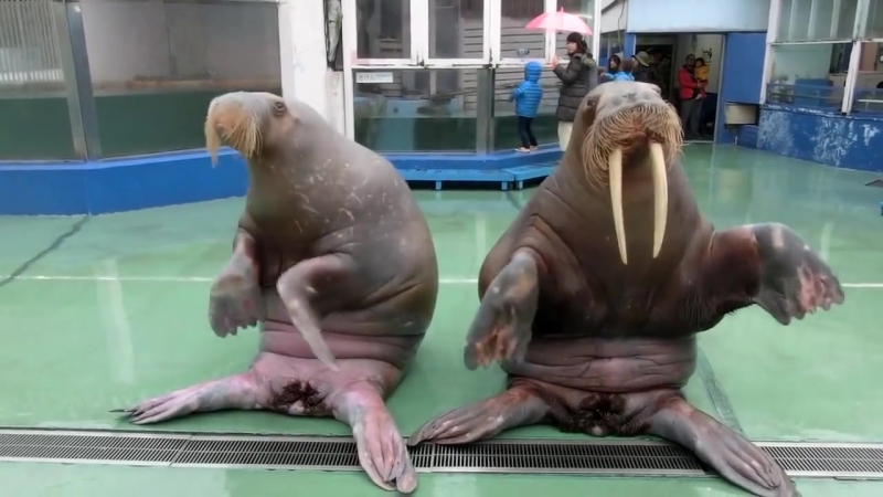 Эти моржи танцуют лучше чем ты© видеожесть