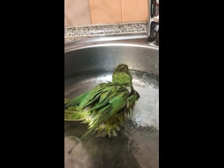 Мокрая курица😁