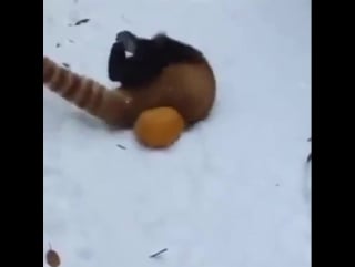 #redpanda porn! follow @9gag for more funny videos!
#kungfu #winter #pumpkin @9gagmobile