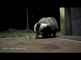 Барсук лакомится яйцом