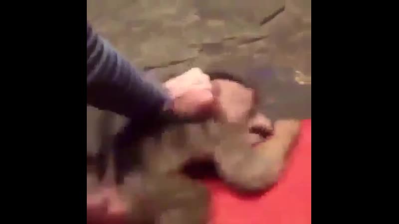 Что происходит за кулисами цирка 2