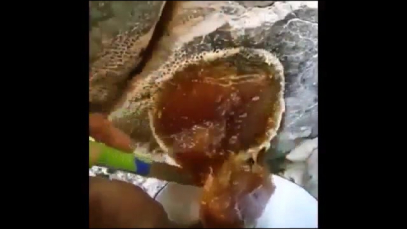 Вот как выглядит настоящий мёд мёд диких пчёл!