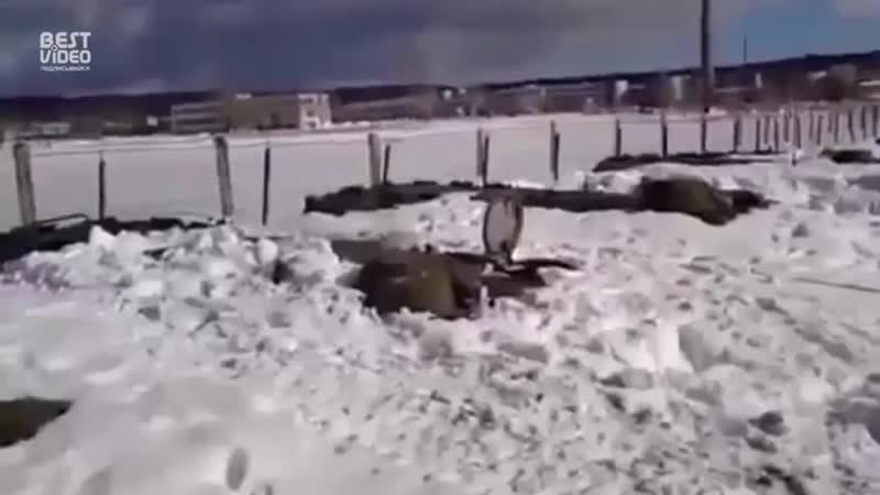 Подснежники вылазят!