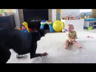 Забавные малыши и котики ! классная подборка! funny videos funny cats