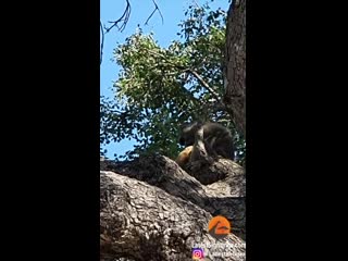 Baboon adopts and grooms lion cub