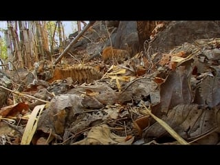 Wild tiger cub for the first time on film david attenborough tiger spy in the jungle bbc