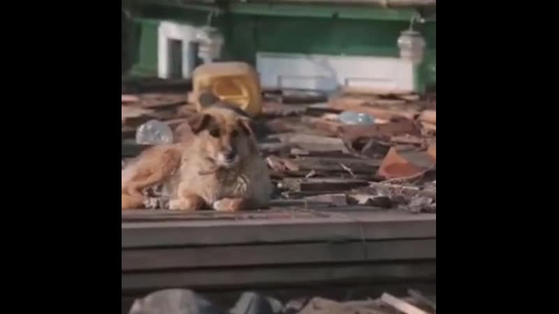 Спасение молодые в затопленном тулуне