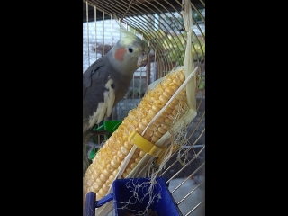 Рикки кушает кукурузу🌽🌽🌽