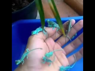 Adorable baby chameleon