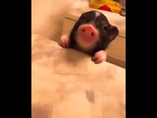 Piglet eating cheese