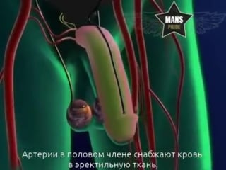 Что такое импотенция и слабая эрекция