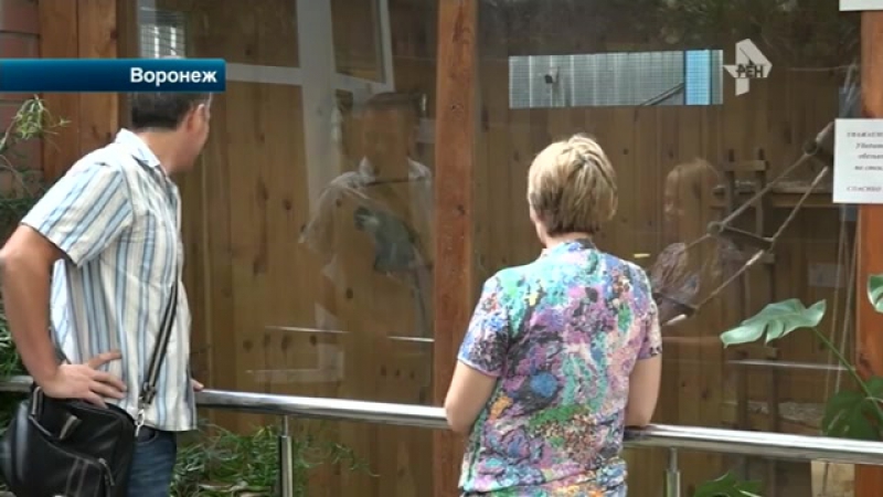 В воронеже задержан похититель редкой обезьяны