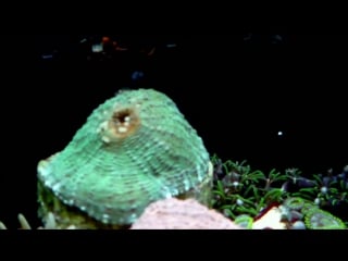 Sexy shrimp going nuts in my dymax iq3 pico