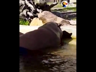 These hippos saw a little duckling who needed help and swam right over