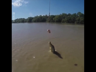 Крокодил выпрыгивает из воды