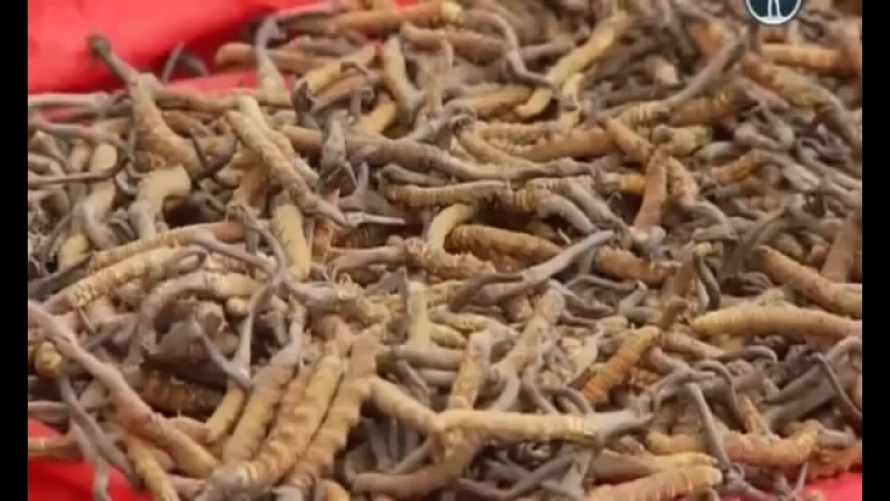Кордицепс новое золото гималаев