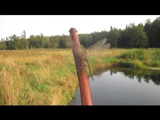 Стрекоза крупным планом