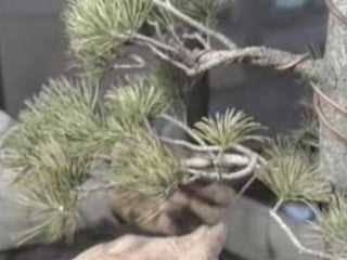 Bonsai video goyomatsu japanese white pine