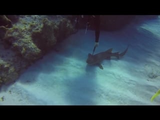 Scuba instructor pulls kitchen knife out of sharks head in cayman