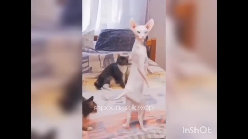 Вызвали стриптизершу