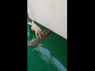 This little pupper helping to clean the floord